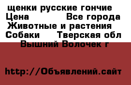 щенки русские гончие › Цена ­ 4 000 - Все города Животные и растения » Собаки   . Тверская обл.,Вышний Волочек г.